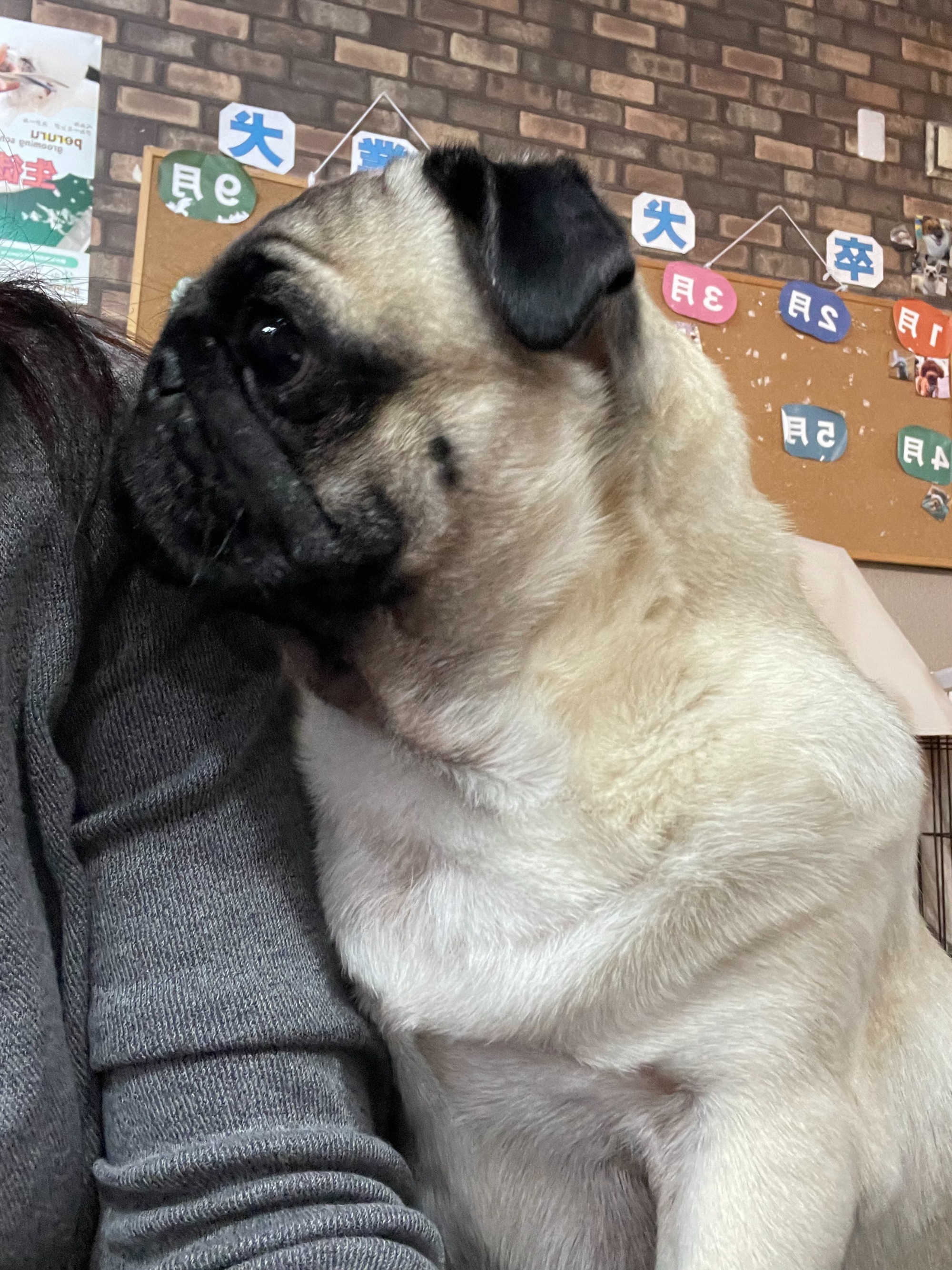 ブログ　ワンちゃんの写真