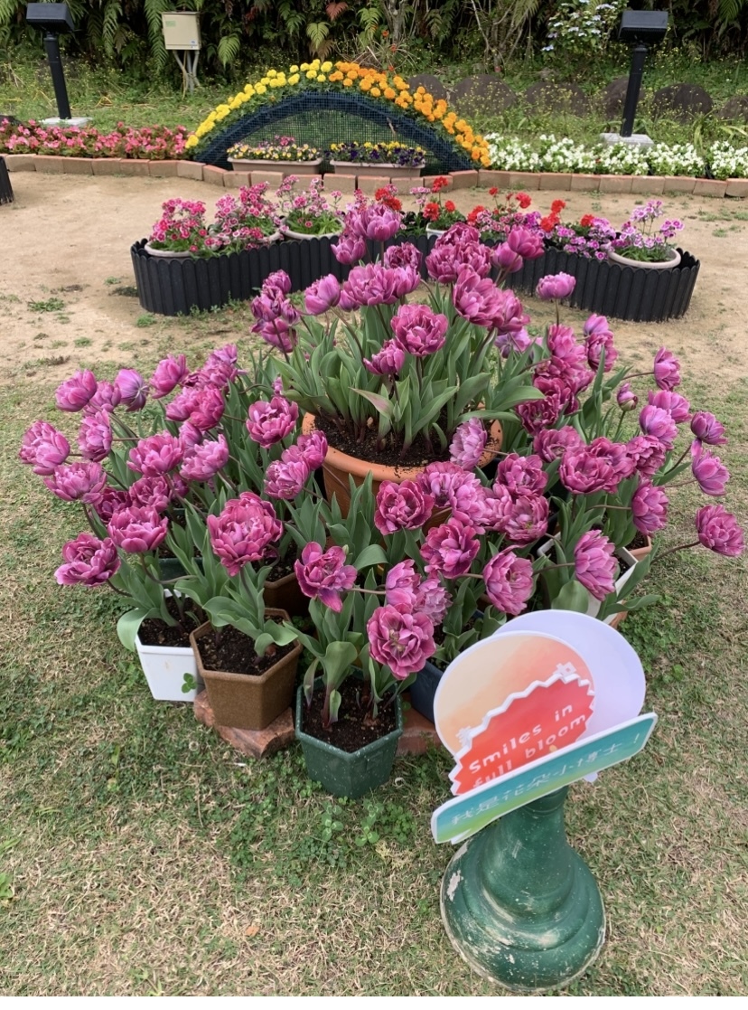 ブログ　花まつり