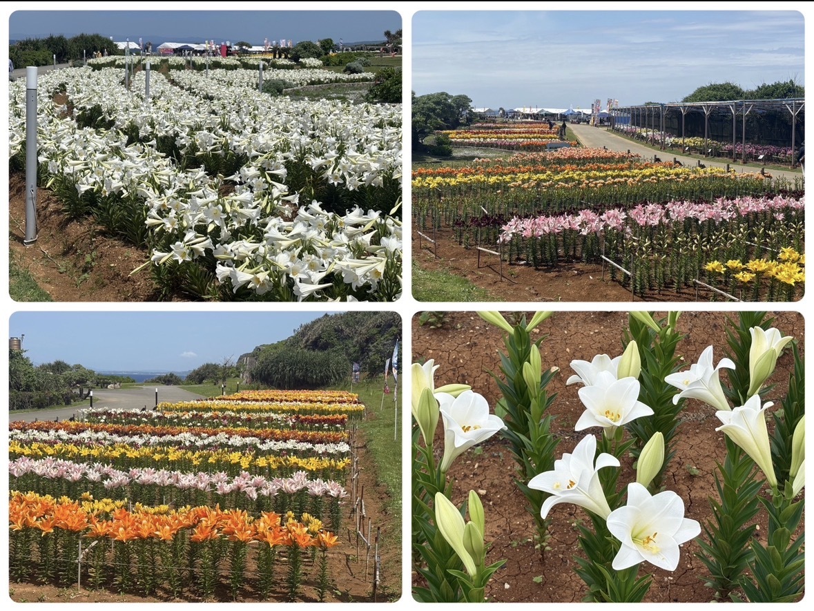 ブログ　花まつり